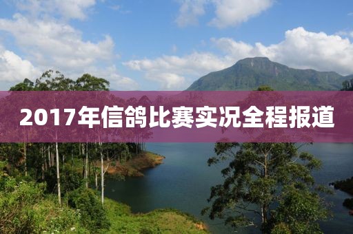 2017年信鸽比赛实况全程报道