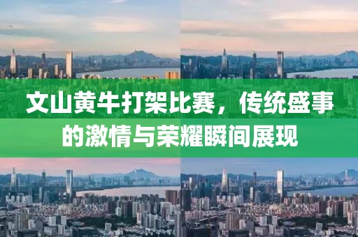 文山黄牛打架比赛，传统盛事的激情与荣耀瞬间展现