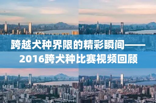 跨越犬种界限的精彩瞬间——2016跨犬种比赛视频回顾