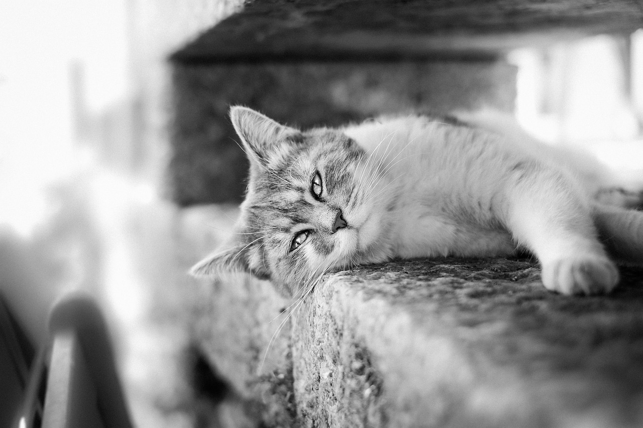 揭秘猫比赛，究竟比拼哪些要素？