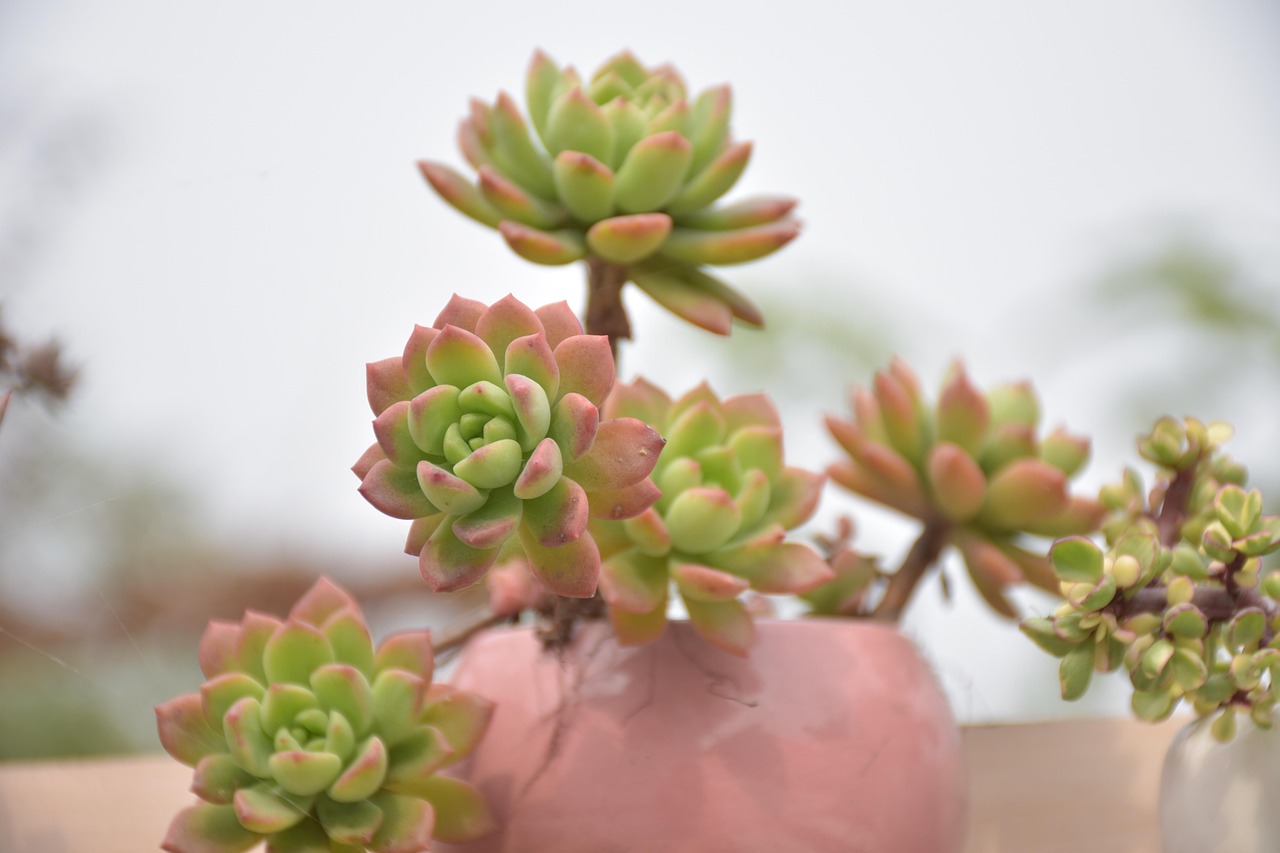 多肉植物魅力探索，最新多肉植物图鉴大全