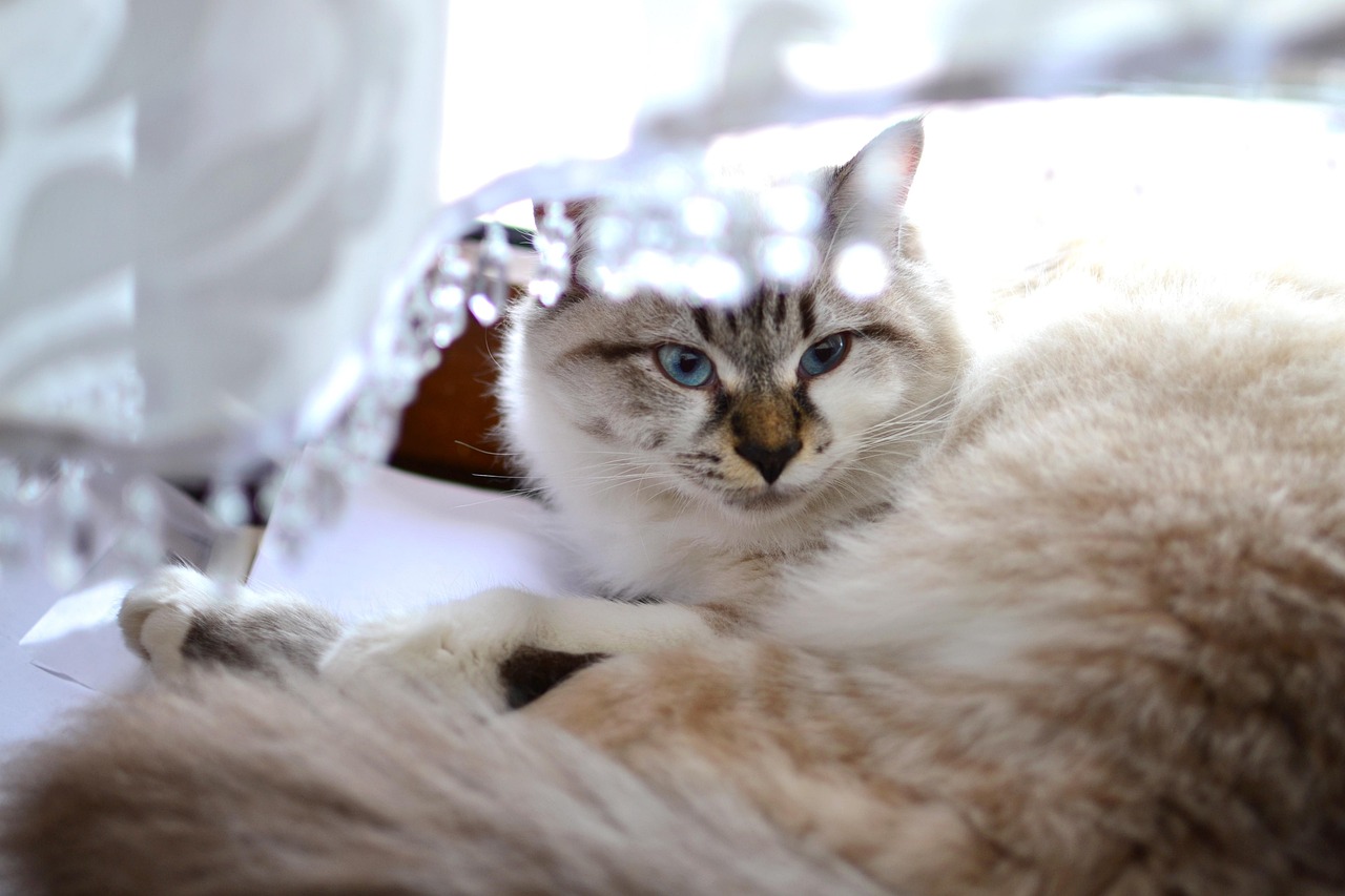 探索最新萌猫的魅力世界，揭秘猫咪的可爱与神秘面纱