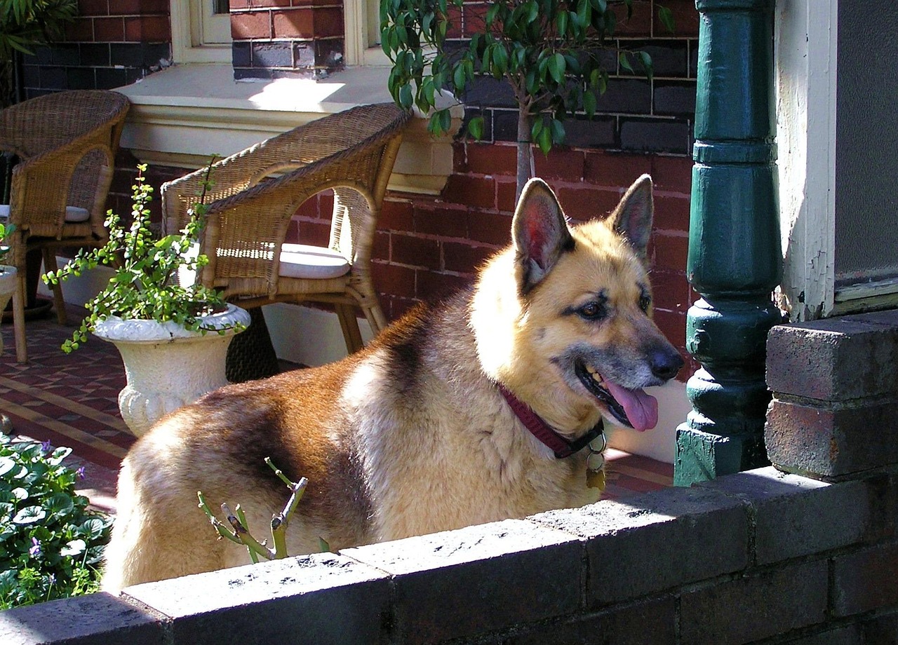 最新相狗术揭秘，人与犬之间的神秘联系探索