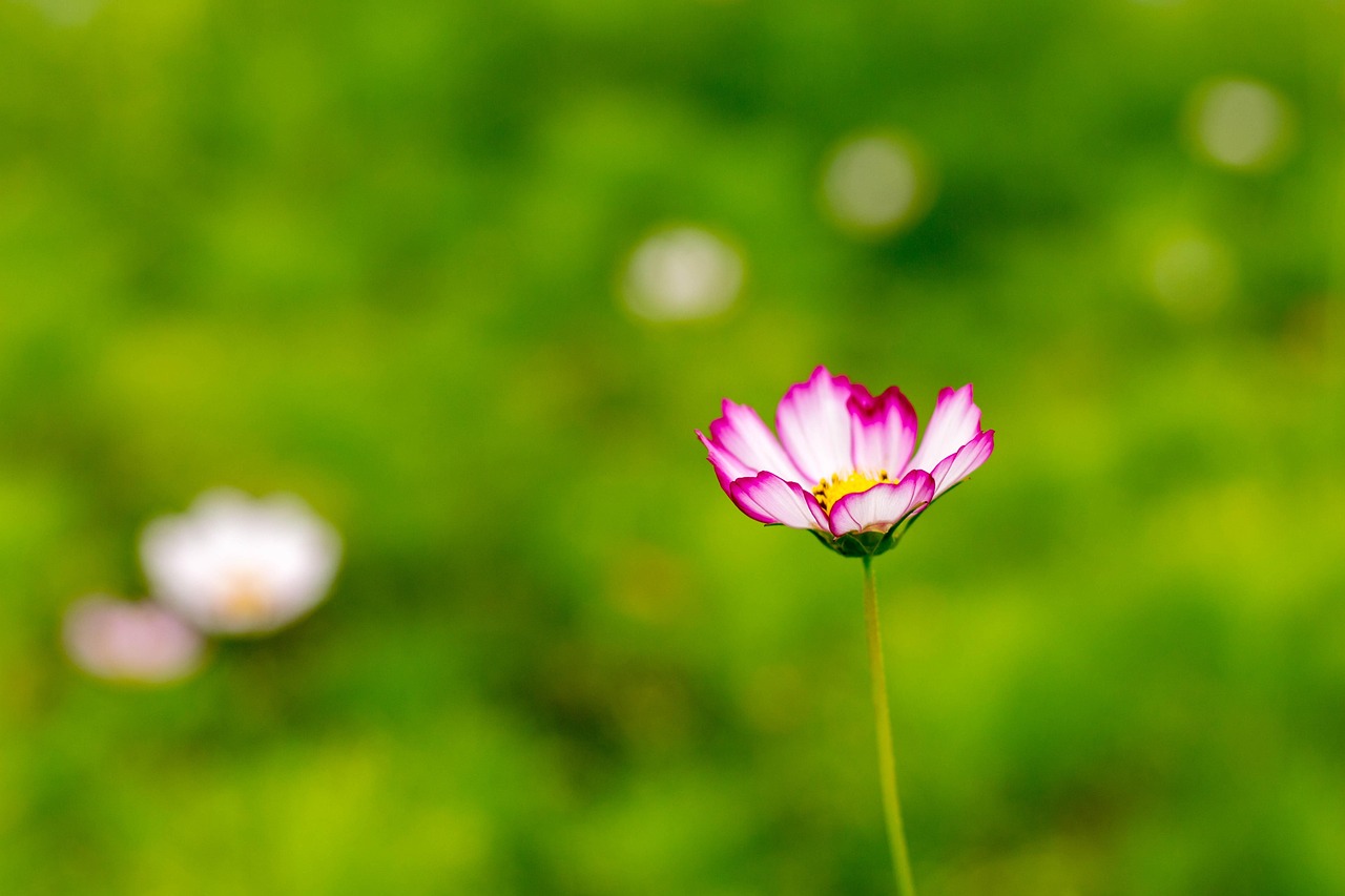 电视剧格桑花开，绽放的生命颂歌