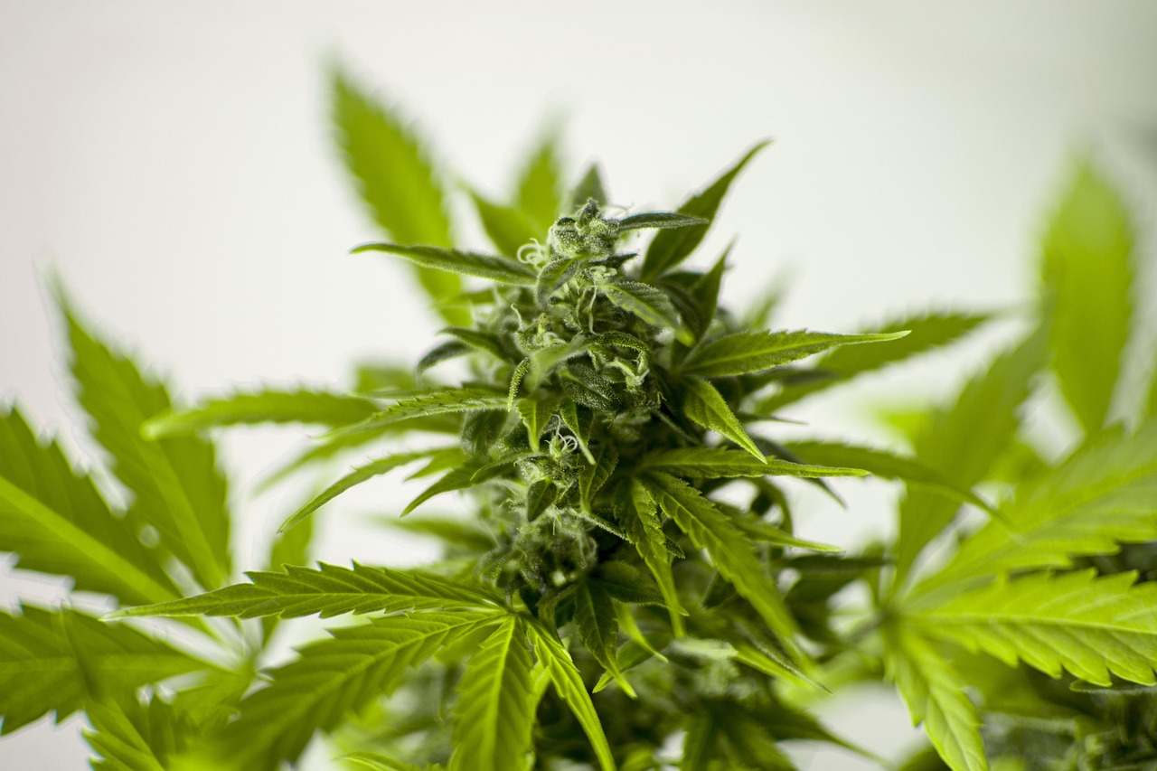 最新果树灌溉技术，提高果树生长质量与产量的核心策略
