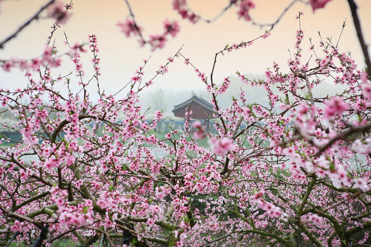 2016年生肖运势桃花篇，桃花盛开，情缘涌动之年