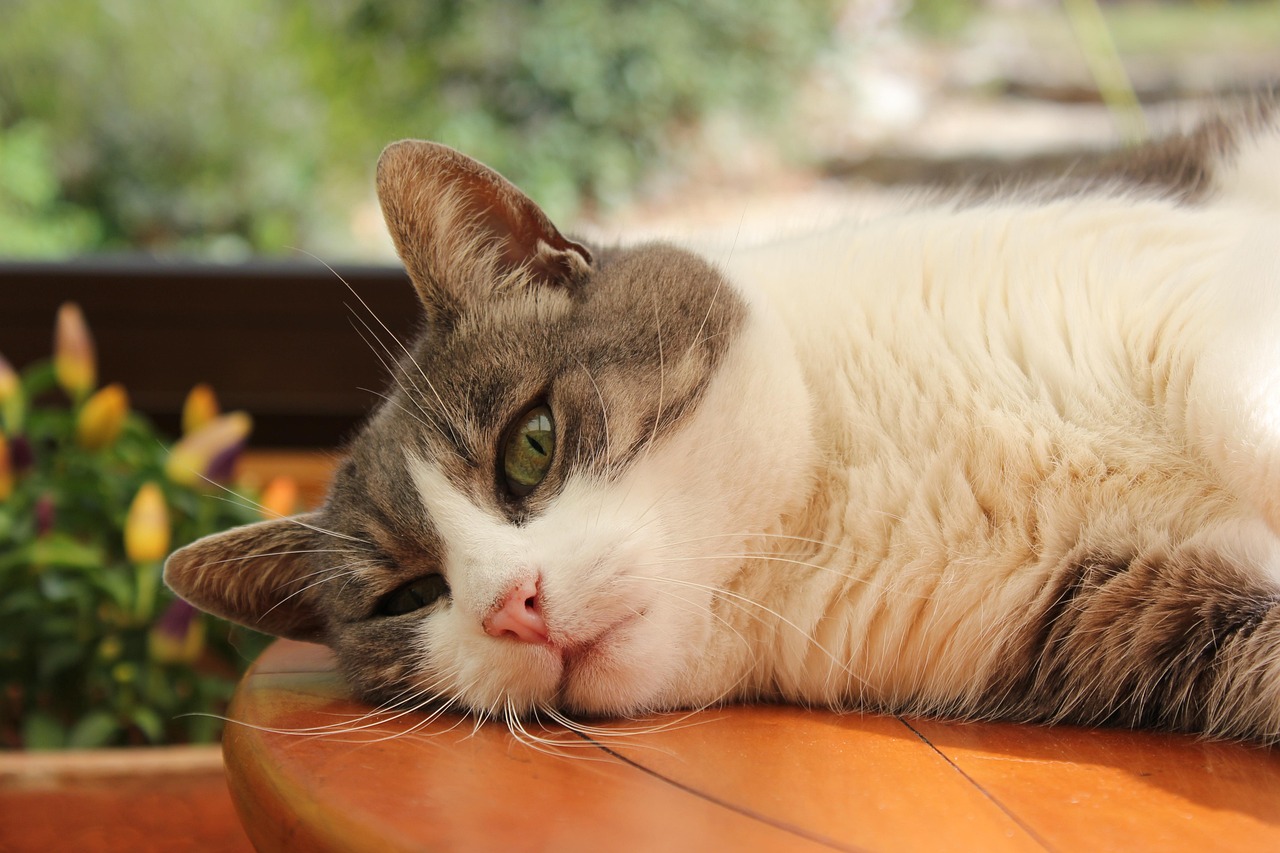 猫比赛多元魅力探寻，竞技项目与猫咪风采展示