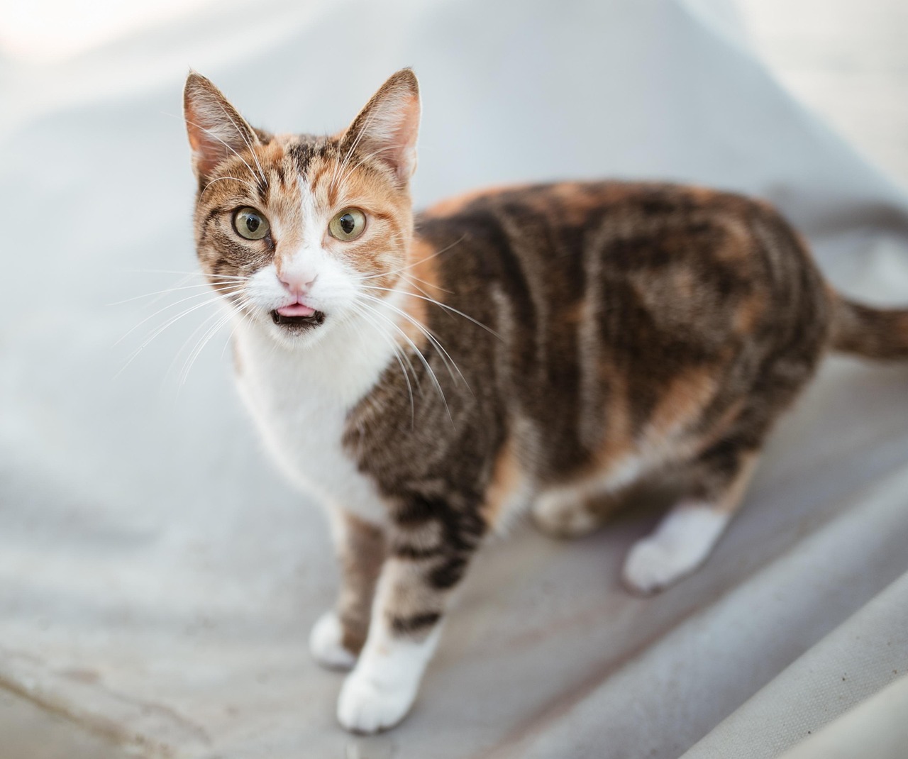 全面解读蓝猫价格因素，价格究竟是多少？蓝猫价格指南！