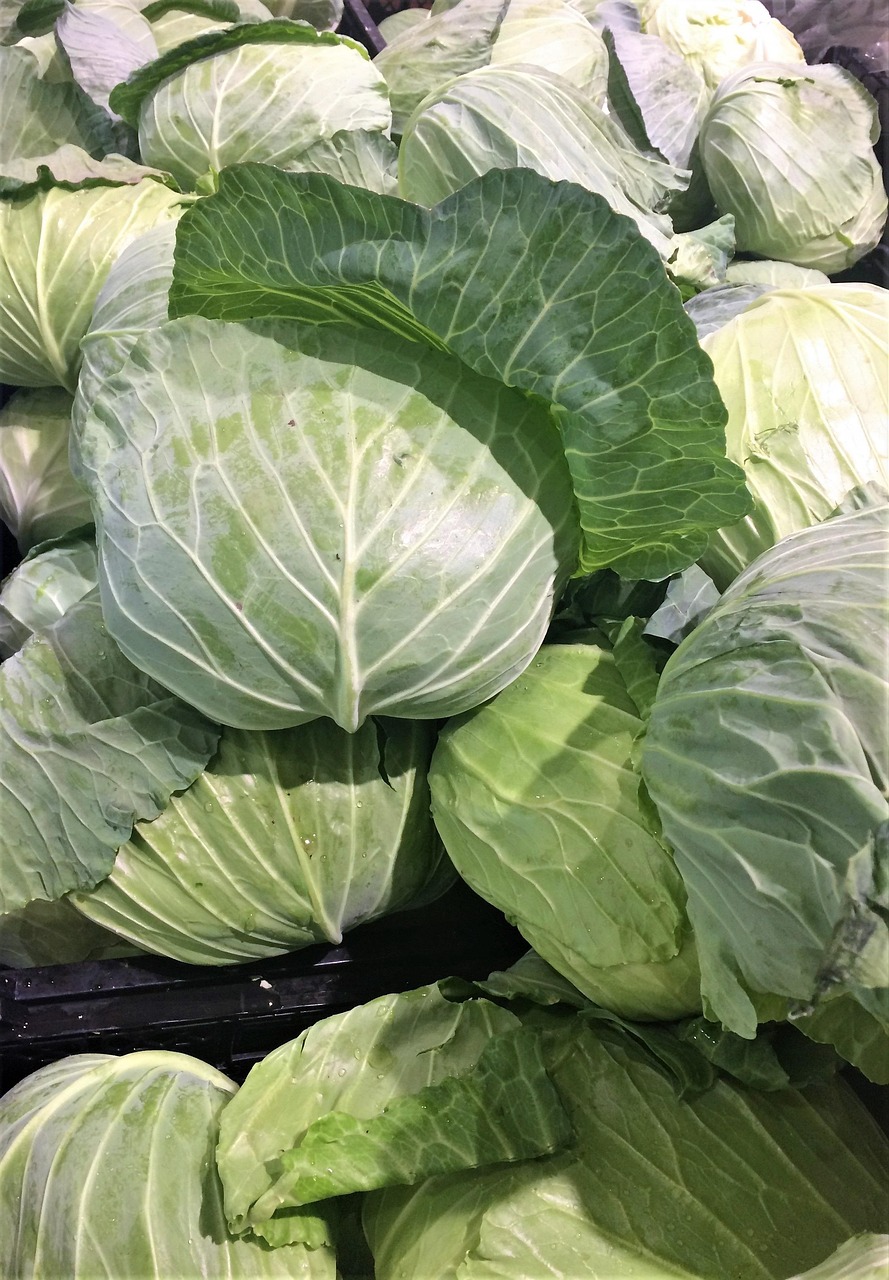 白菜最新市场行情深度解析