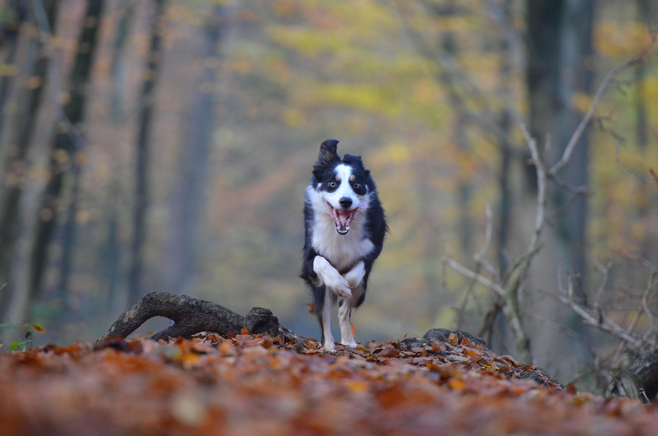罗威纳犬比赛，力量、速度与智慧的巅峰对决