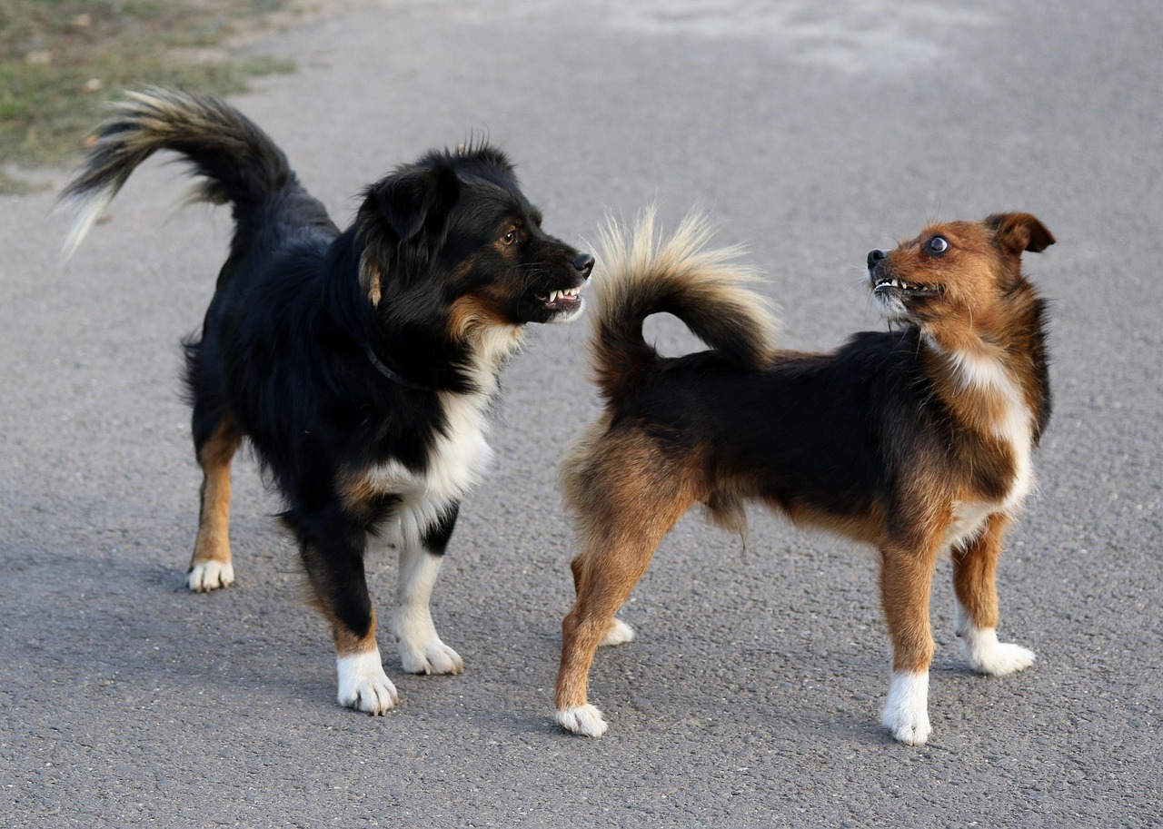 马尔济斯犬价格详解，了解与探讨