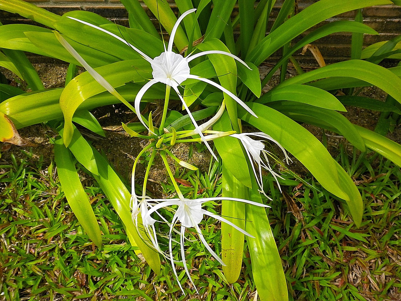 百合花价格解析，成本及市场行情分析，究竟多少钱一朵？