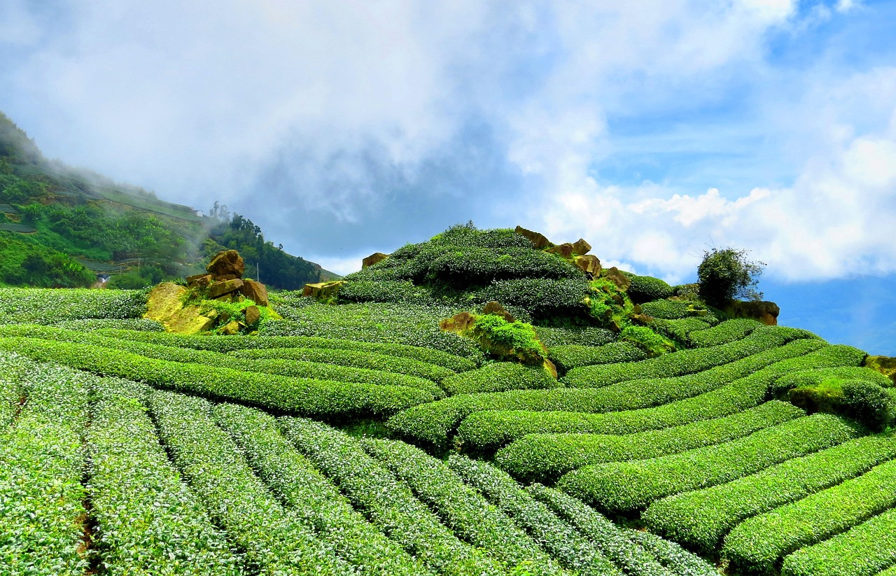 茜草市场价格及其影响因素深度解析