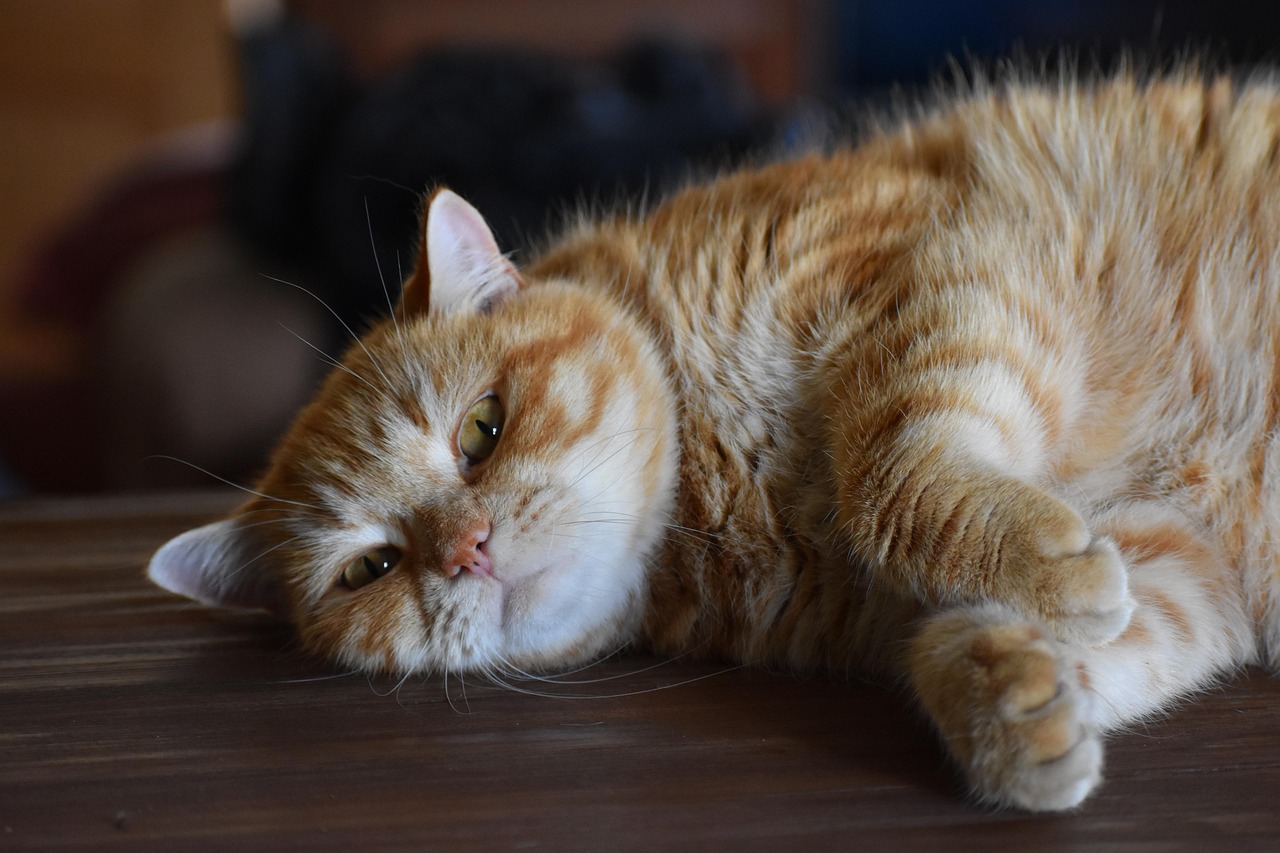 猫冬电视剧，温暖与治愈的力量之冬季篇章