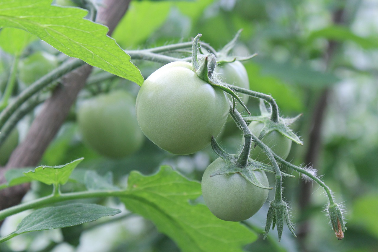 最新温室蔬菜种植技术，优势、挑战全解析