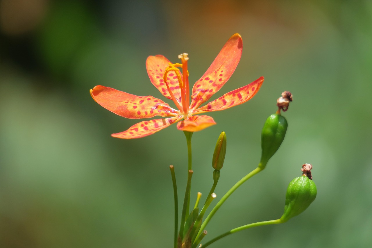 花千骨新版重塑经典，绽放新魅力风采。