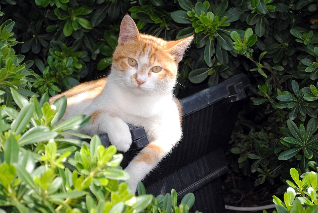 宠物猫比赛，展现猫咪魅力与主人情感的独特盛宴